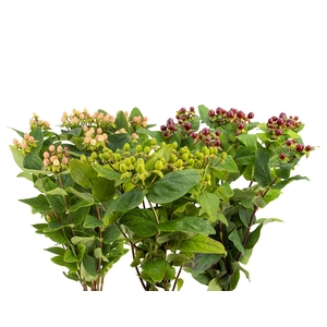 HYPERICUM VARIADO 080 CM