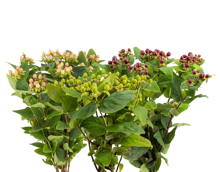 <h4>HYPERICUM VARIADO 080 CM</h4>