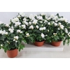 Rhododendron (Simsii Grp) Witte Vogel