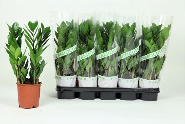 <h4>ZAMIO ZAMIIFOLIA</h4>