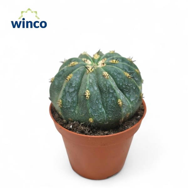 <h4>Melocactus Maxonii</h4>