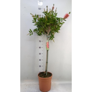 Callistemon citrinus