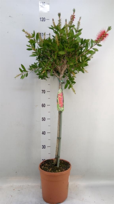 <h4>Callistemon citrinus</h4>