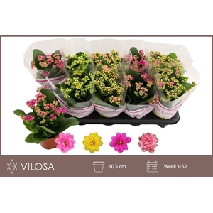 KALAN CALAN MIX LE BLOOM