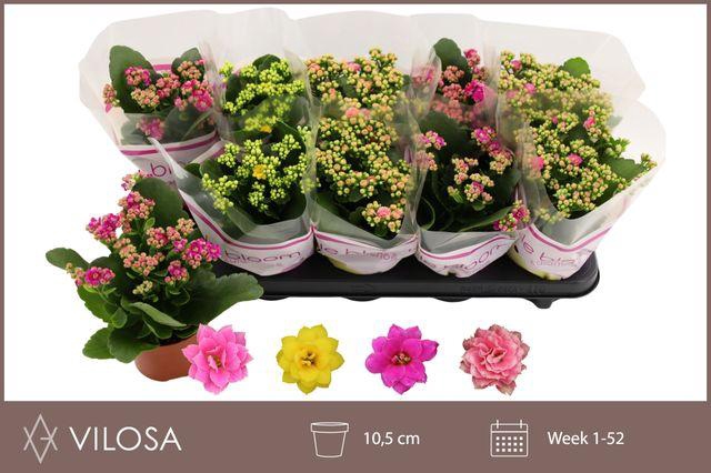 <h4>KALAN CALAN MIX LE BLOOM</h4>