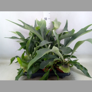 Platycerium bifurc.