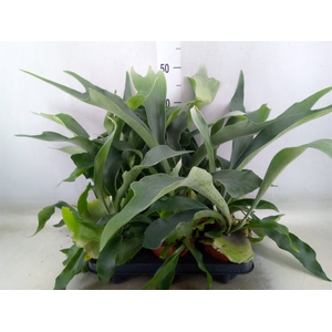 Platycerium bifurc.
