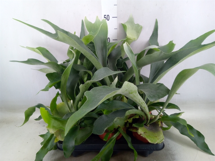 <h4>Platycerium bifurc.</h4>