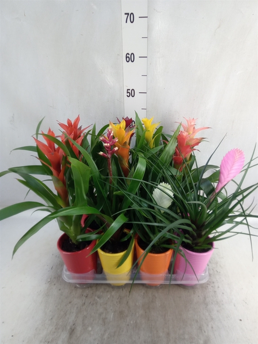 <h4>Bromelia   ...mix</h4>