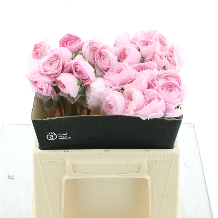 <h4>Ran Su Sr Hanoi Pink</h4>