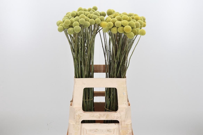 <h4>Craspedia - Md</h4>