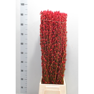 SALIX  SN FLA KLB H%