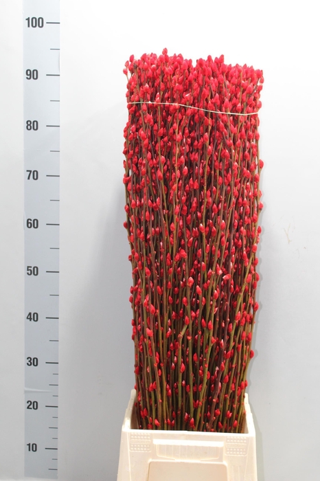 <h4>SALIX  SN FLA KLB H%</h4>