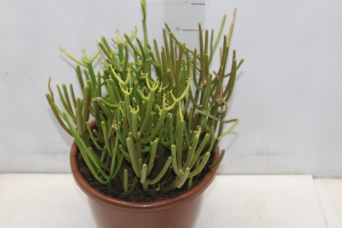 Holambelo - Loja Gran Flora