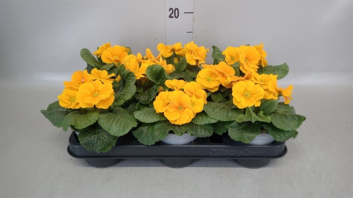 <h4>Primula ac.   ...</h4>