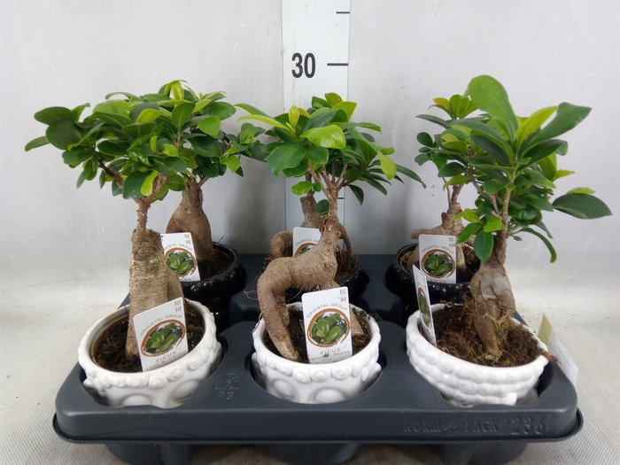 <h4>Ficus microcarpa 'Ginseng'</h4>