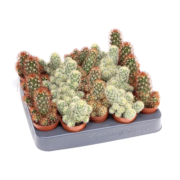 <h4>Cactus elongata mix</h4>