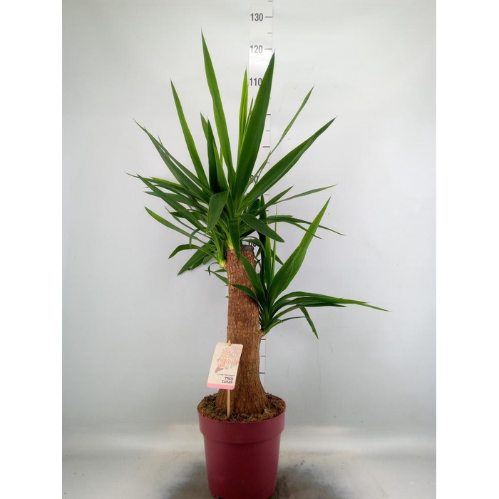 <h4>Yucca elephantipes   ...</h4>