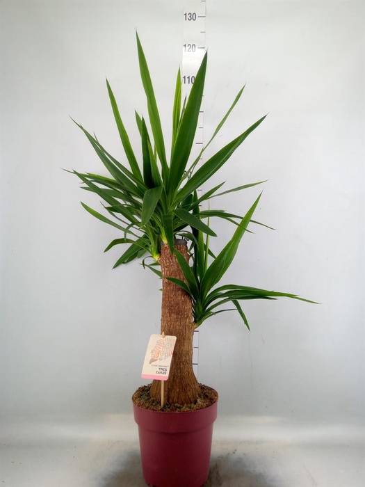 Yucca elephantipes   ...