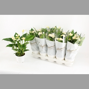 ANTHU AN WHITE CHAMP