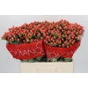 Hypericum Sweet Romance