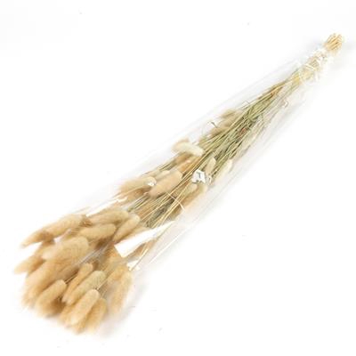 <h4>Df Lagurus Bs 50g/70cm Natural</h4>