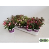 FUCHSIA B F GEM