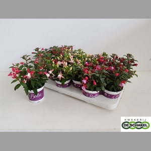 FUCHSIA B F GEM