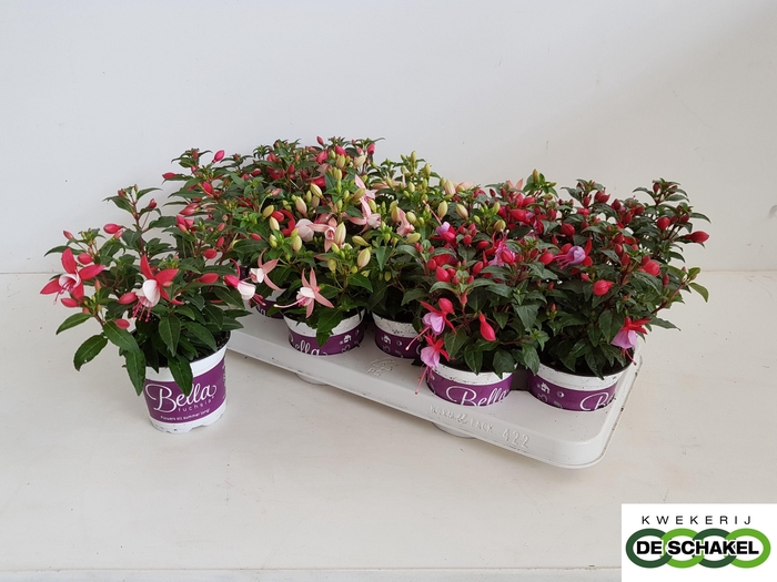 FUCHSIA B F GEM