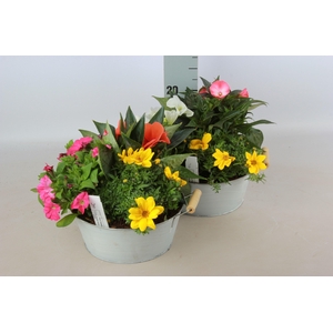 ARR TUINPLANTEN