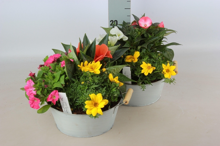 <h4>ARR TUINPLANTEN</h4>