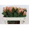 Protea Grandicolor