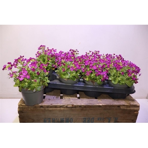 Arabis Caucasica Purple