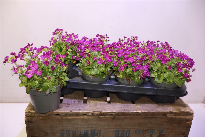 <h4>Arabis Caucasica Purple</h4>