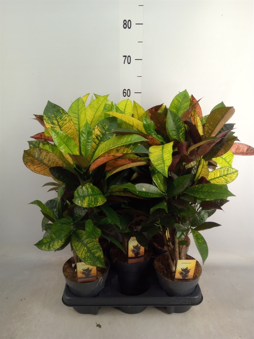 <h4>Codiaeum var. KL 'Mrs Iceton'</h4>