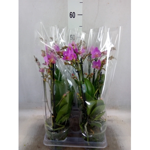 Phalaenopsis multi. 'Pink Flamingo'
