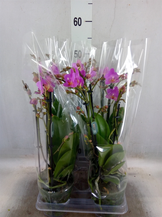 <h4>Phalaenopsis multi. 'Pink Flamingo'</h4>