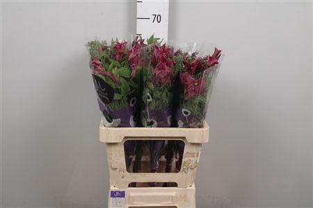 <h4>Clematis 'Amazing Kyiv'</h4>