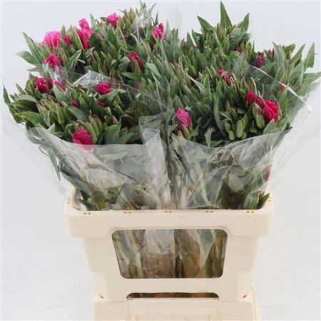 <h4>Clarkia Grace Red</h4>