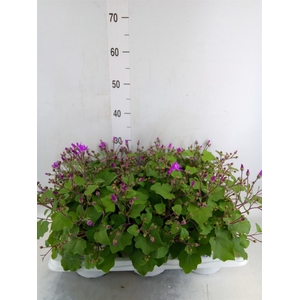 Pericallis cr. 'Senetti Magenta Bi'