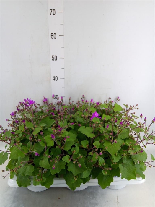 <h4>Pericallis cr. 'Senetti Magenta Bi'</h4>