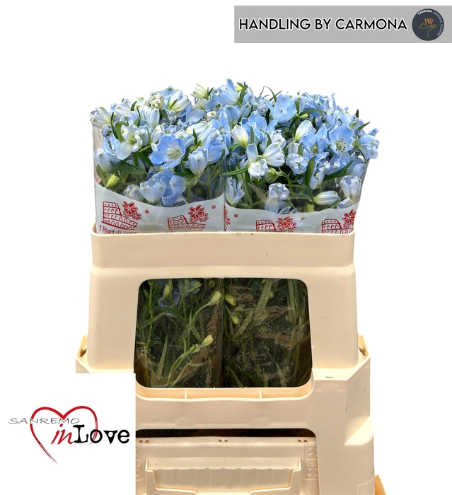 <h4>DELPH EN M SKY BLUE</h4>