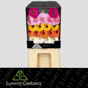 Germini Mix Dream Classic Diamond