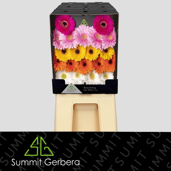 <h4>Germini Mix Dream Classic Diamond</h4>