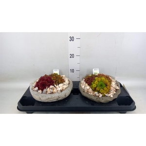 Arr.   Tuinplanten L%