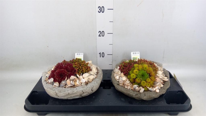 <h4>Arr.   Tuinplanten L%</h4>