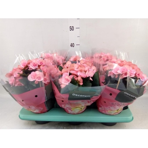 Begonia elat. DU 'Move2Joy Pink'