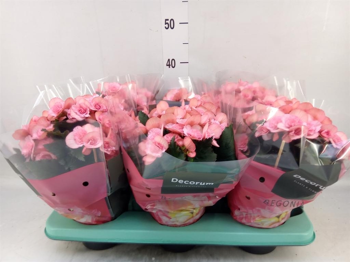 <h4>Begonia elat. DU 'Move2Joy Pink'</h4>
