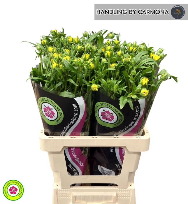 <h4>RANUNCULUS OV</h4>