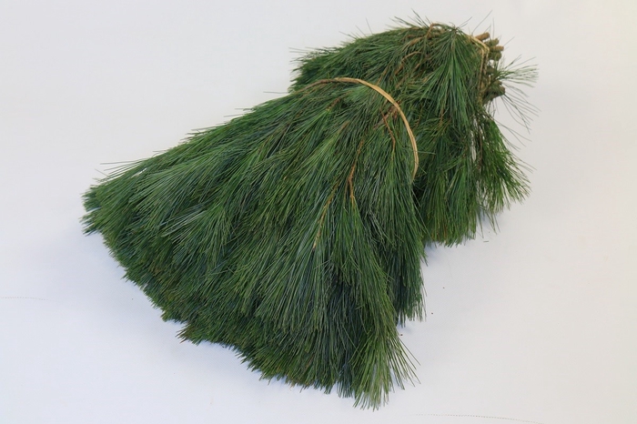 <h4>Pinus strobus (Per Stem)</h4>